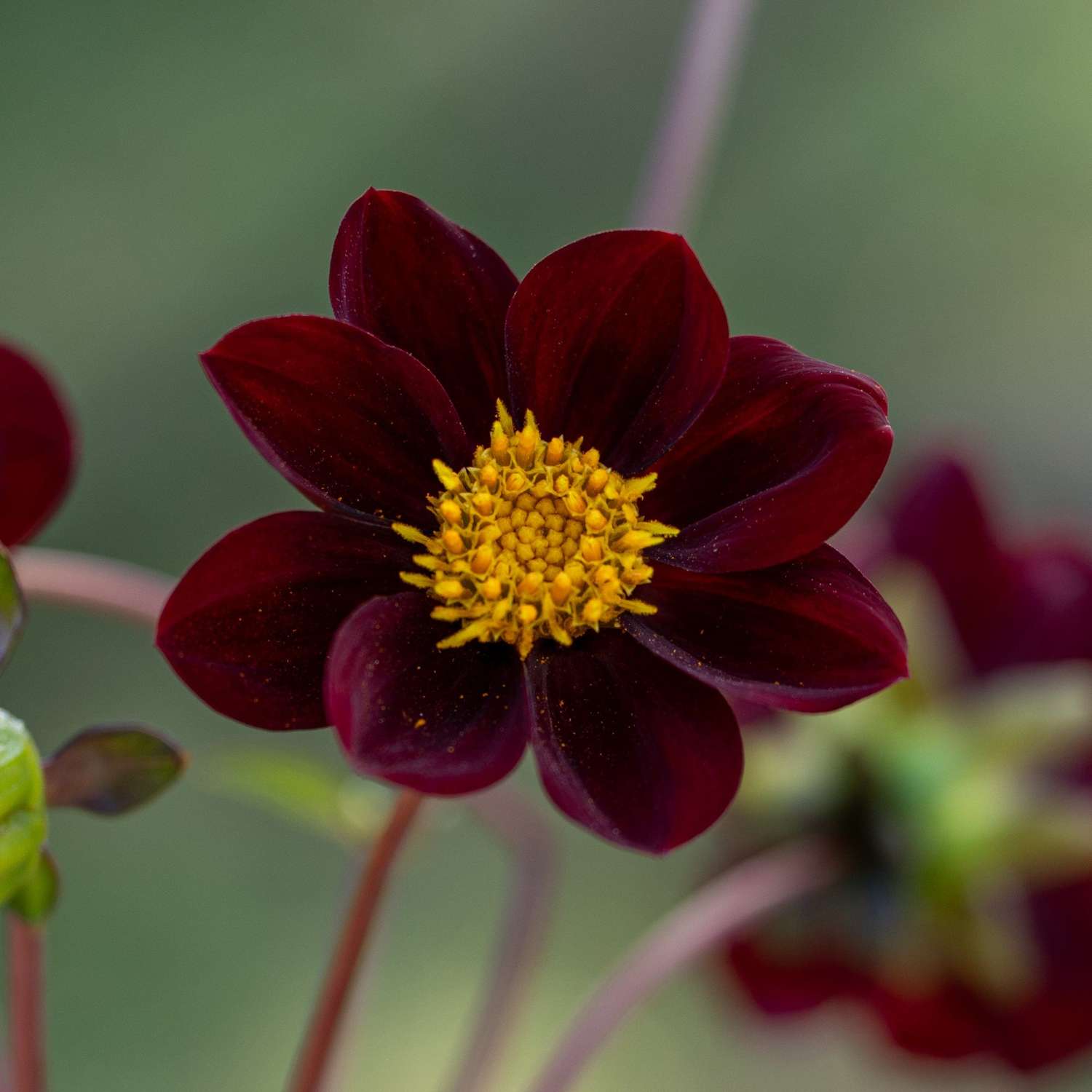 Dahlie 'Mexican Star'